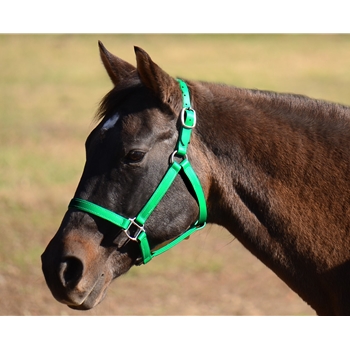 Kelly/Emerald Green Beta Biothane Halter - Any Size, Any Style