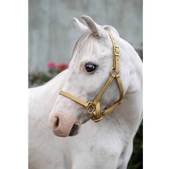 Gold Beta Biothane Halter - Any Size, Any Style